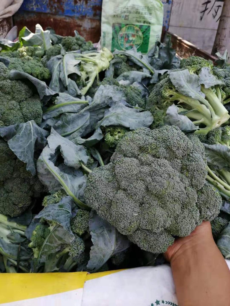 加工厂西兰花，有需要的联系我