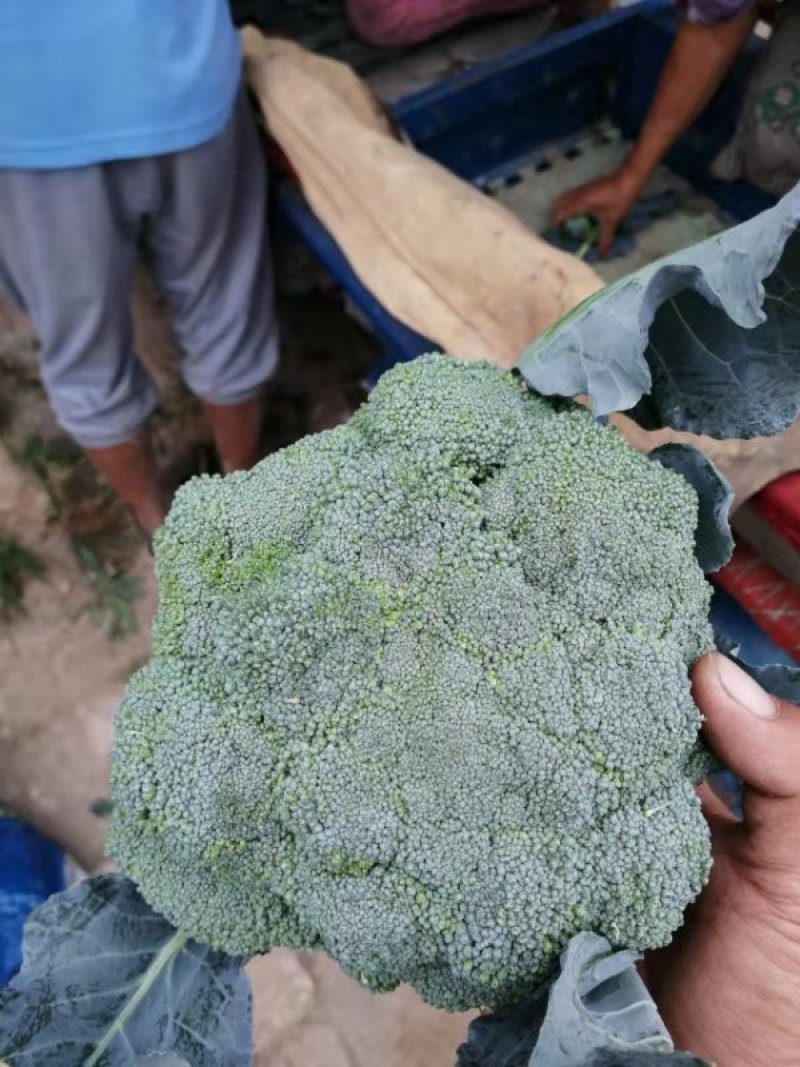 加工厂西兰花，有需要的联系我