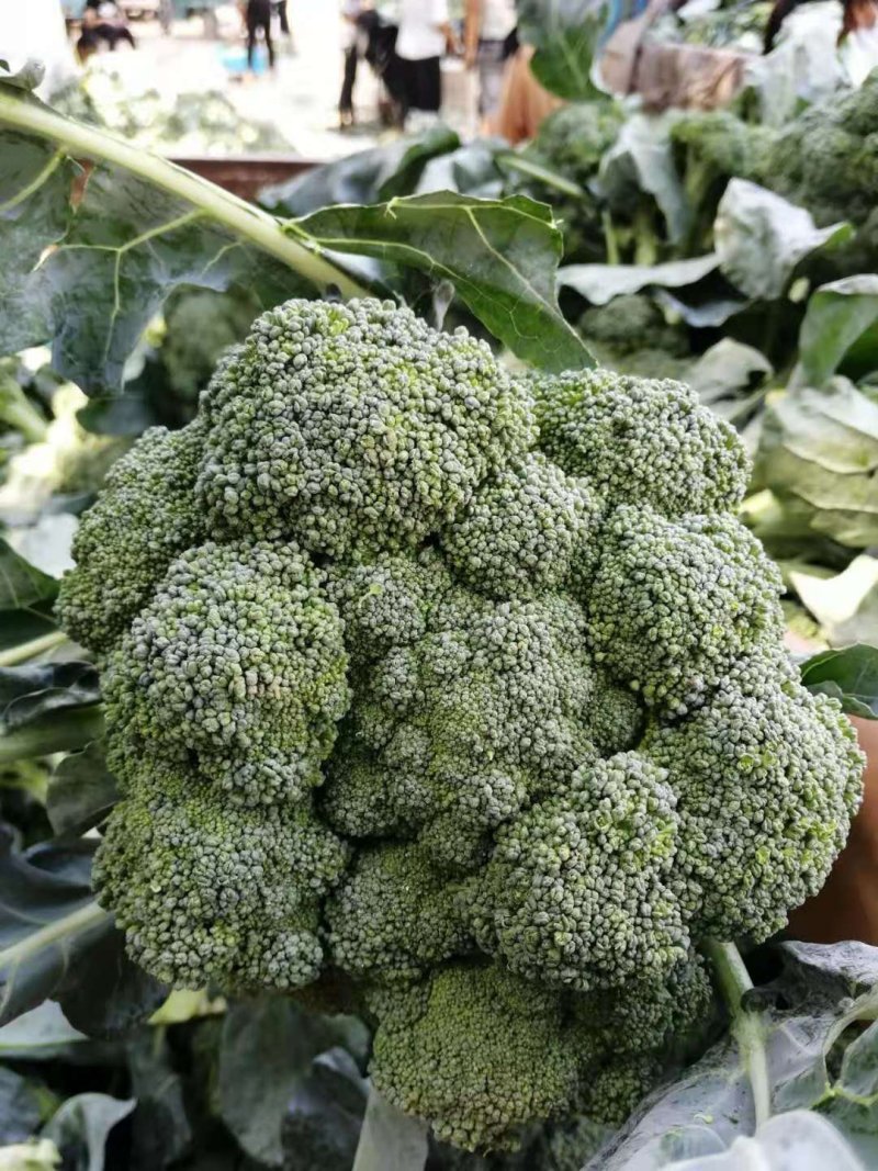 加工厂西兰花，有需要的联系我