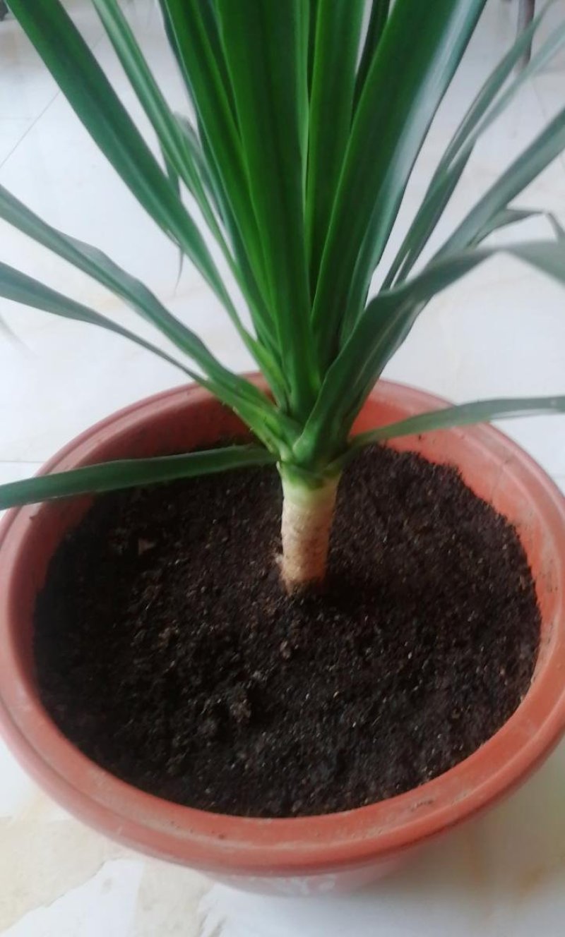 大型绿植龙须树多头龙血树龙铁树室内客厅盆栽花卉植物办公室