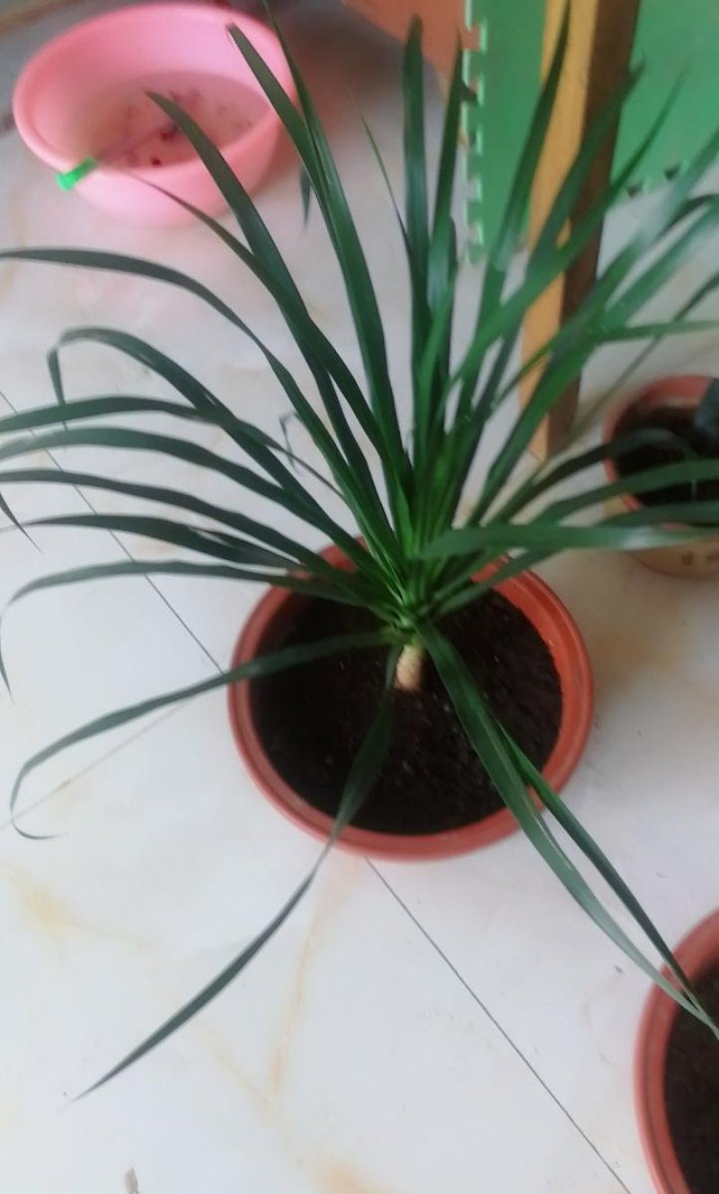 大型绿植龙须树多头龙血树龙铁树室内客厅盆栽花卉植物办公室