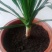 大型绿植龙须树多头龙血树龙铁树室内客厅盆栽花卉植物办公室