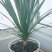 大型绿植龙须树多头龙血树龙铁树室内客厅盆栽花卉植物办公室