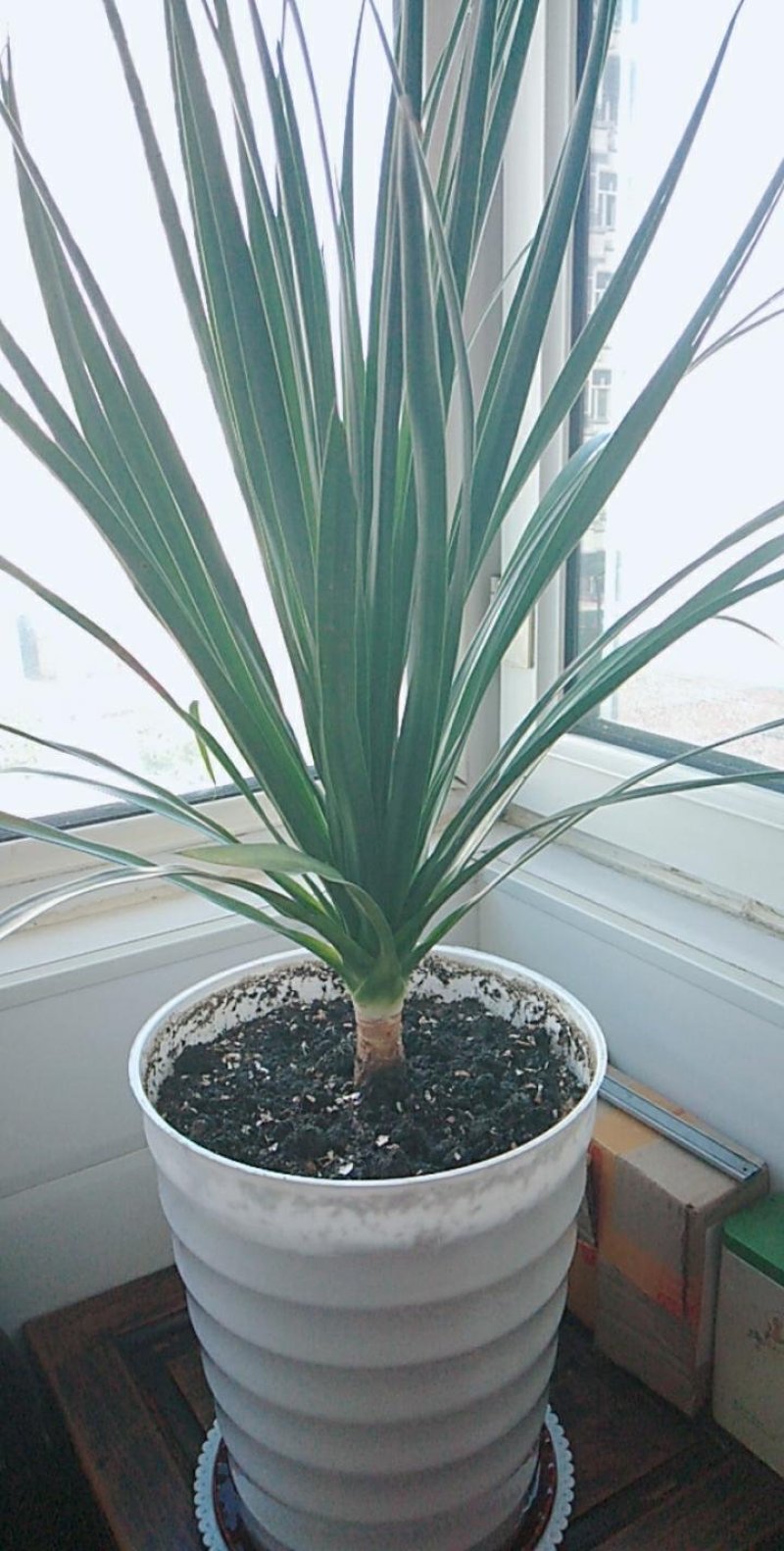大型绿植龙须树多头龙血树龙铁树室内客厅盆栽花卉植物办公室