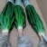 大型绿植龙须树多头龙血树龙铁树室内客厅盆栽花卉植物办公室