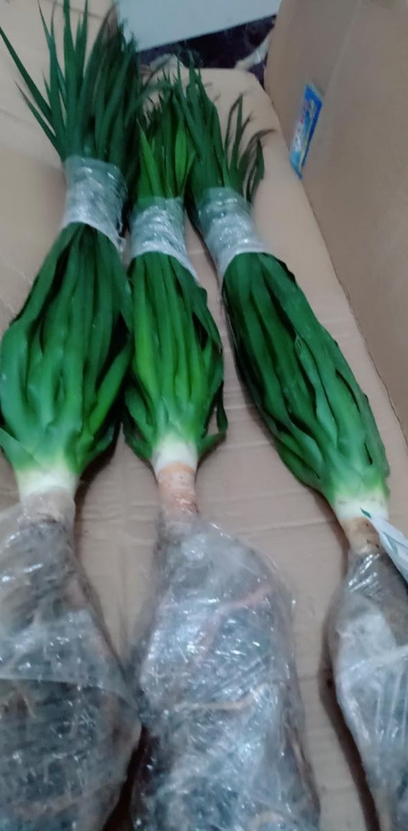大型绿植龙须树多头龙血树龙铁树室内客厅盆栽花卉植物办公室