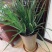 大型绿植龙须树多头龙血树龙铁树室内客厅盆栽花卉植物办公室