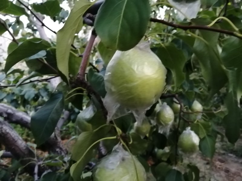 鸭梨膜袋酸甜可口，皮薄无渣，现在热卖中，欢迎新老客户