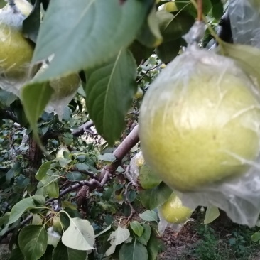 鸭梨膜袋酸甜可口，皮薄无渣，现在热卖中，欢迎新老客户
