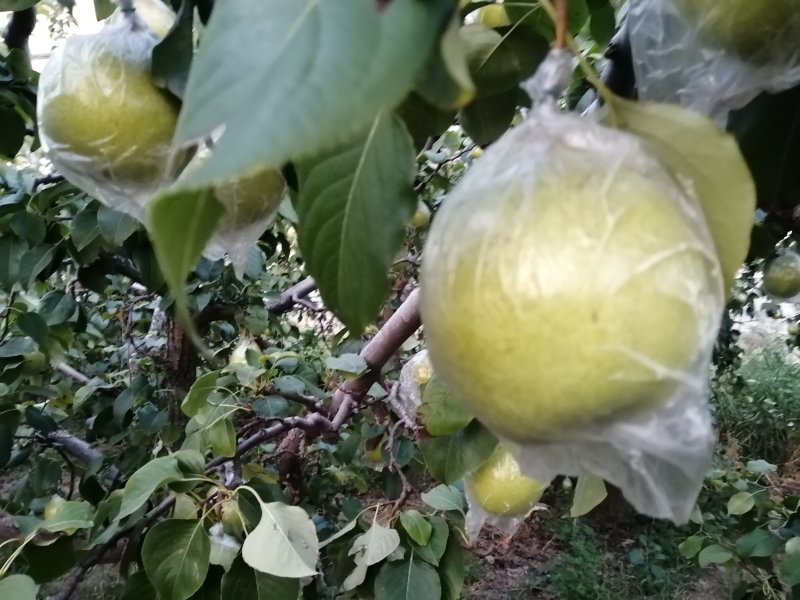 鸭梨膜袋酸甜可口，皮薄无渣，现在热卖中，欢迎新老客户