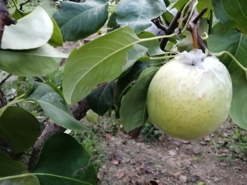 鸭梨膜袋酸甜可口，皮薄无渣，现在热卖中，欢迎新老客户