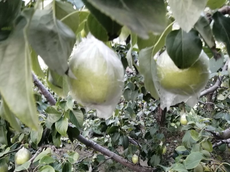 鸭梨膜袋酸甜可口，皮薄无渣，现在热卖中，欢迎新老客户