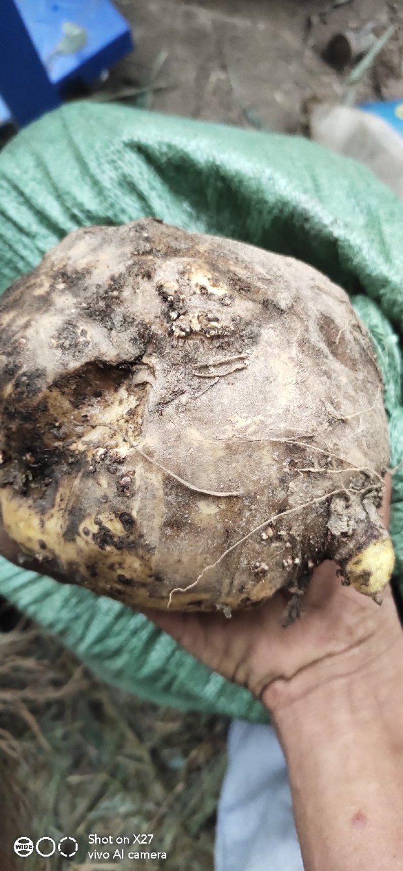 贵州产地野生魔芋供应量大优惠