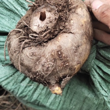 贵州产地野生魔芋供应量大优惠