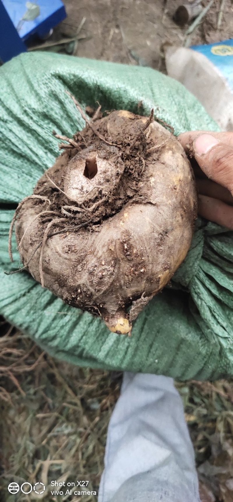 贵州产地野生魔芋供应量大优惠