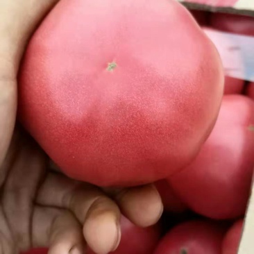 农联社老贺果蔬购销大量供应