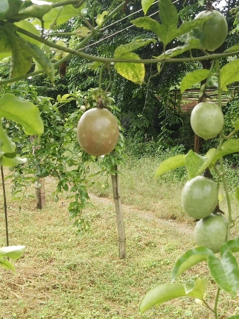 百香果