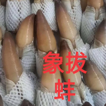 象拔蚌质量很好全国各地空运