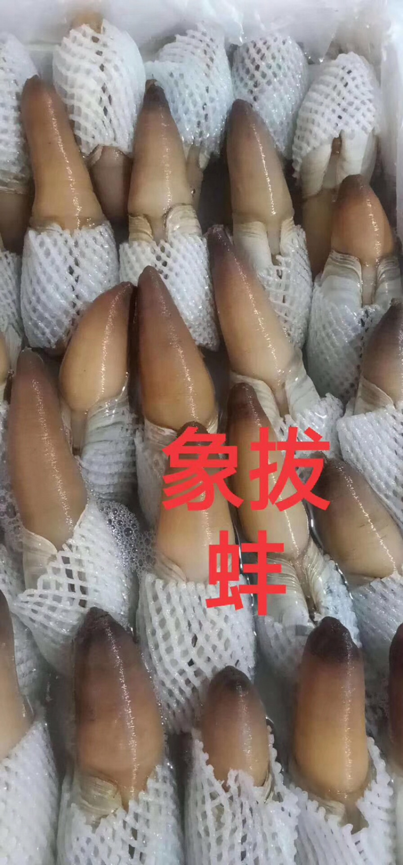 象拔蚌质量很好全国各地空运