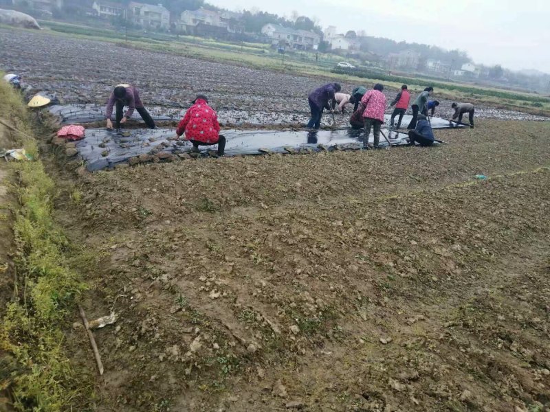 媛红椪柑苗/纯度品质保障假一赔十签订合同坏苗包赔