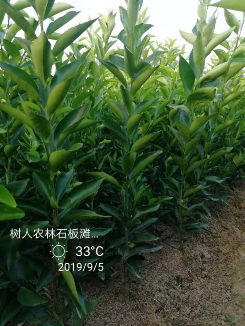 媛红椪柑苗/纯度品质保障假一赔十签订合同坏苗包赔