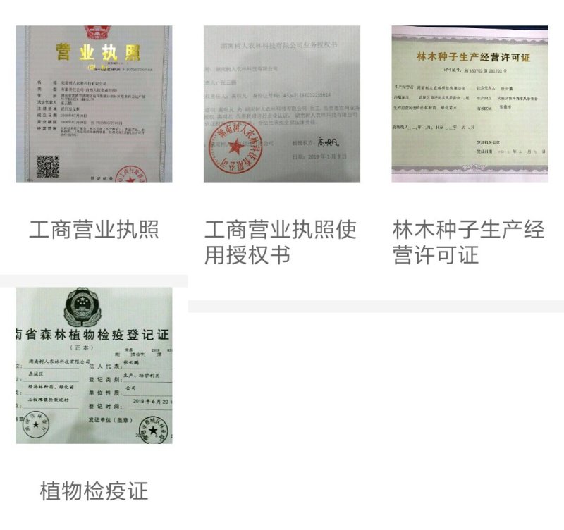 媛红椪柑苗/纯度品质保障假一赔十签订合同坏苗包赔