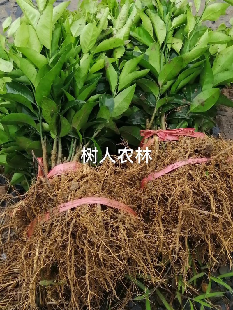 媛红椪柑苗/纯度品质保障假一赔十签订合同坏苗包赔