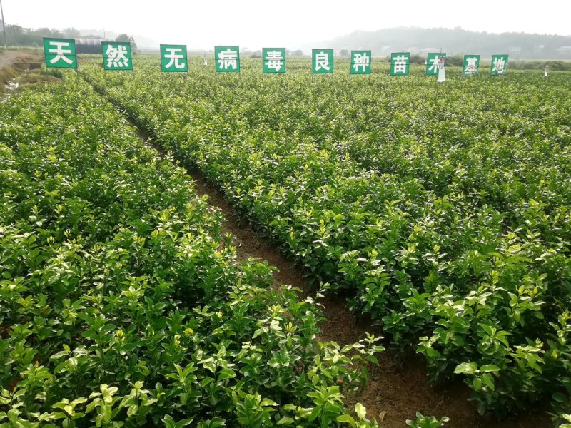 媛红椪柑苗/纯度品质保障假一赔十签订合同坏苗包赔