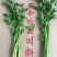 章丘鲍芹，酒店商超专供，大型章丘鲍芹专业合作社！