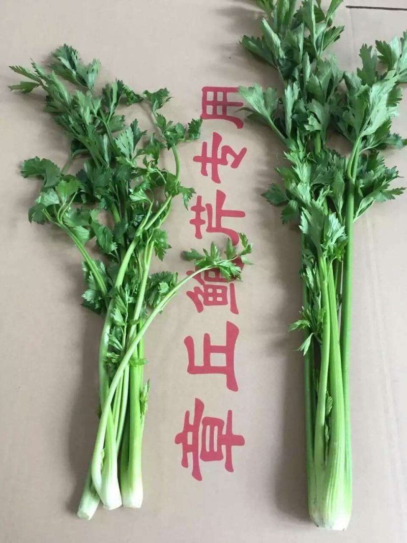 章丘鲍芹，酒店商超专供，大型章丘鲍芹专业合作社！