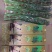 章丘鲍芹，酒店商超专供，大型章丘鲍芹专业合作社！