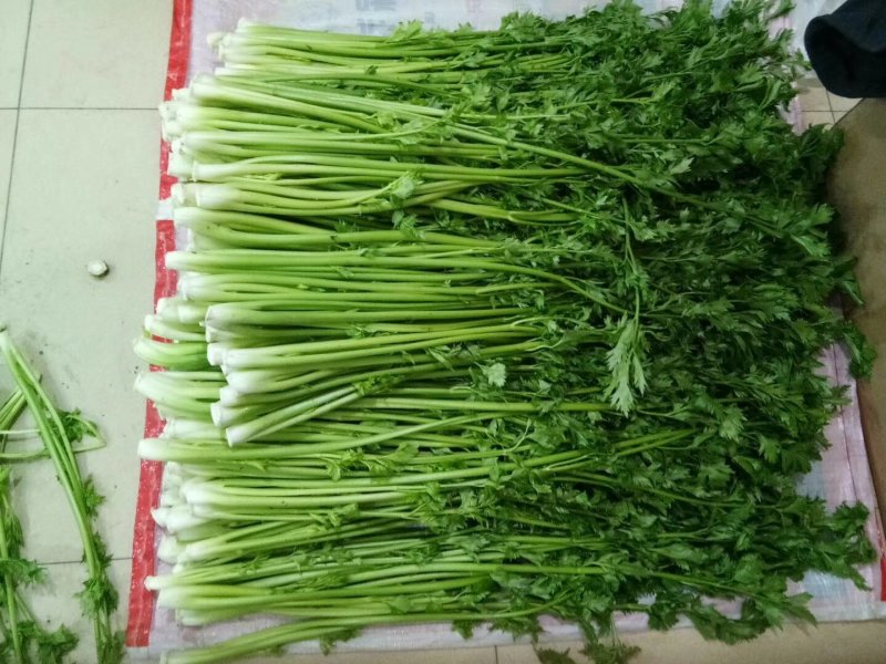 章丘鲍芹，酒店商超专供，大型章丘鲍芹专业合作社！