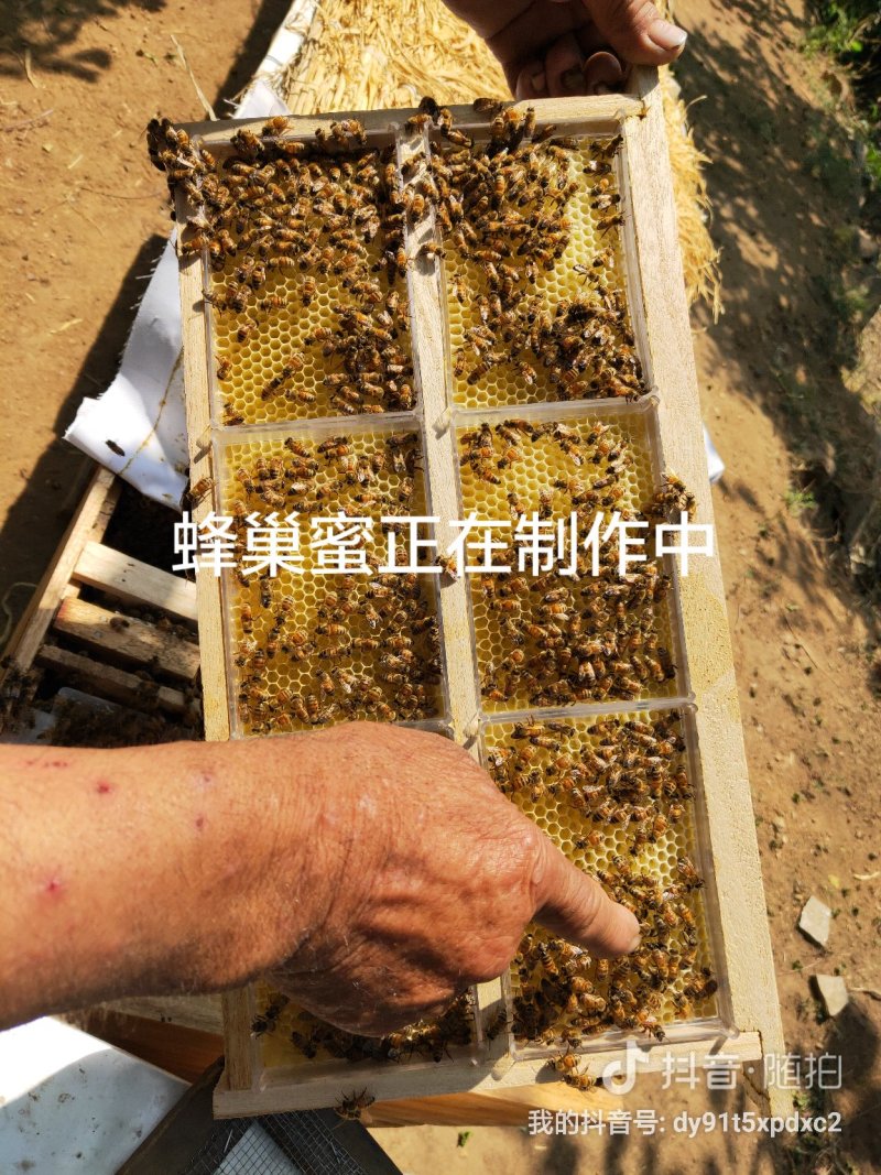 纯天然蜂巢蜜，蜂蜜，蜂王浆