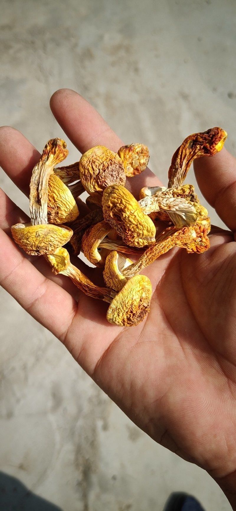 姬松茸干货