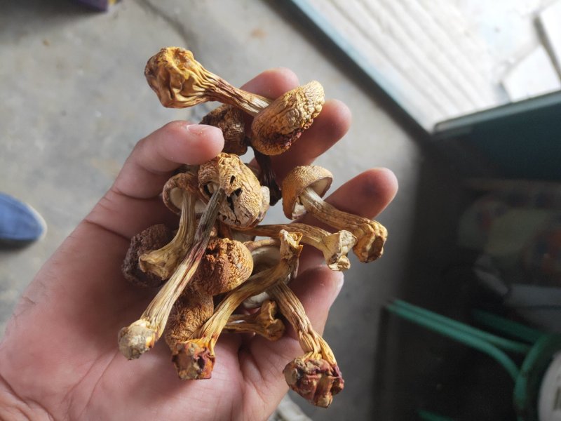 姬松茸干货