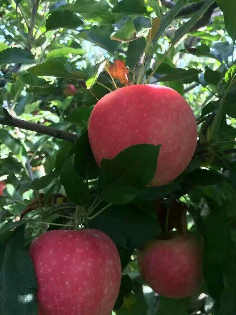 苹果，精品红富士，大量上市