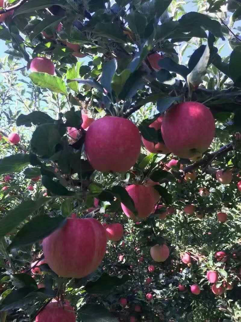 苹果，精品红富士，大量上市