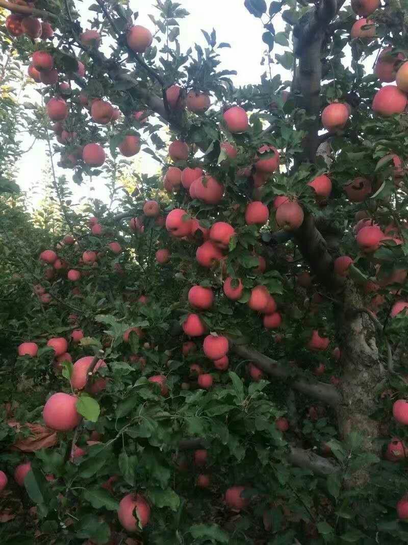 苹果，精品红富士，大量上市