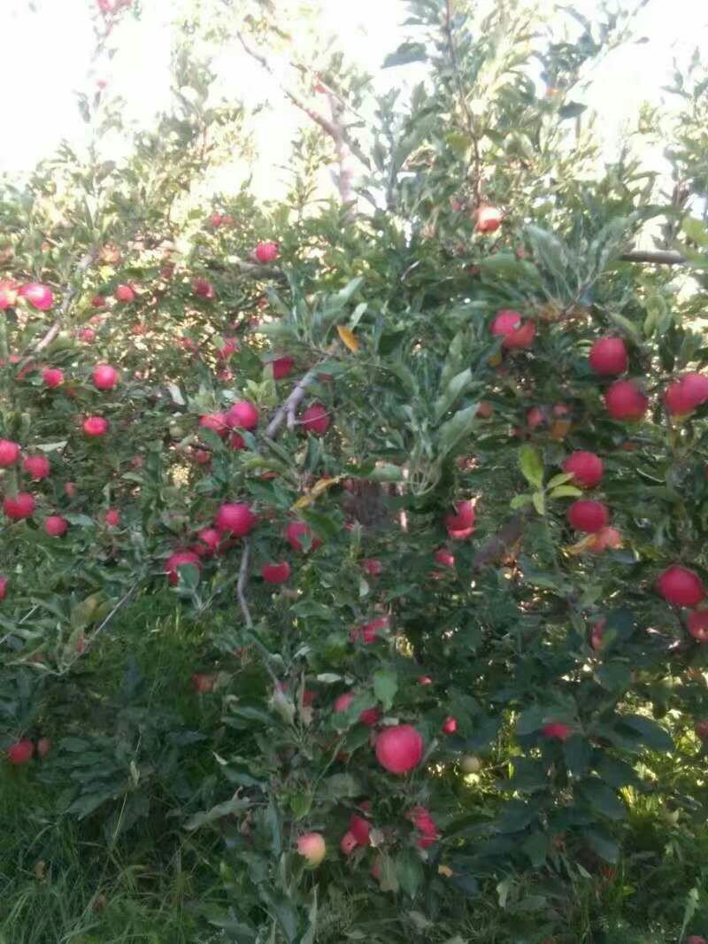 苹果，精品红富士，大量上市