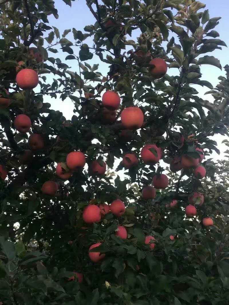 苹果，精品红富士，大量上市