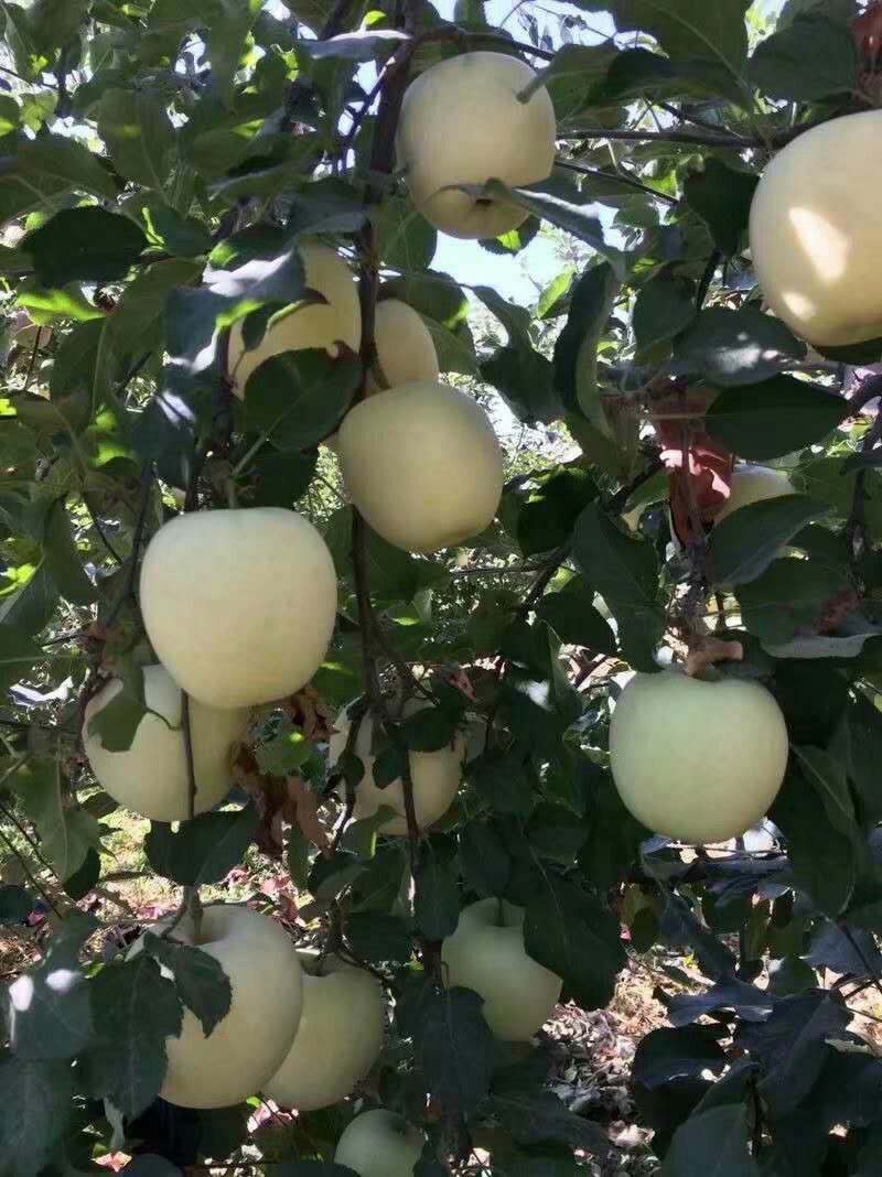 苹果，精品红富士，大量上市