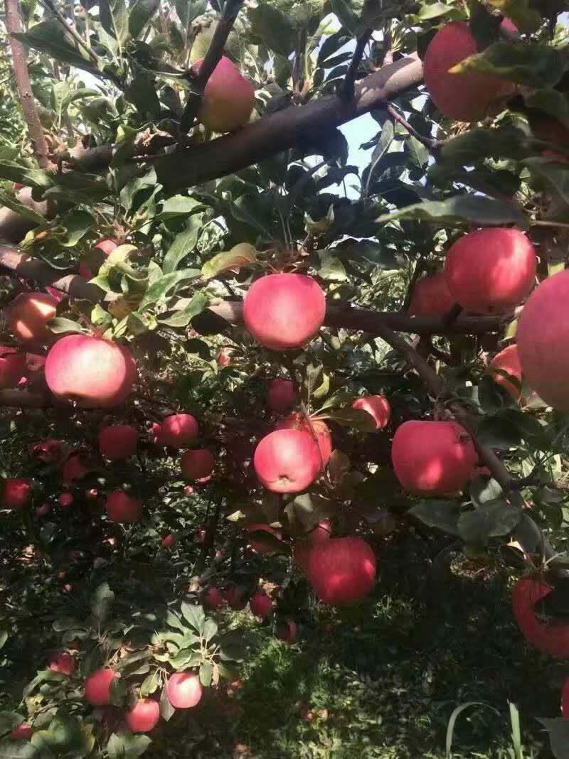 苹果，精品红富士，大量上市
