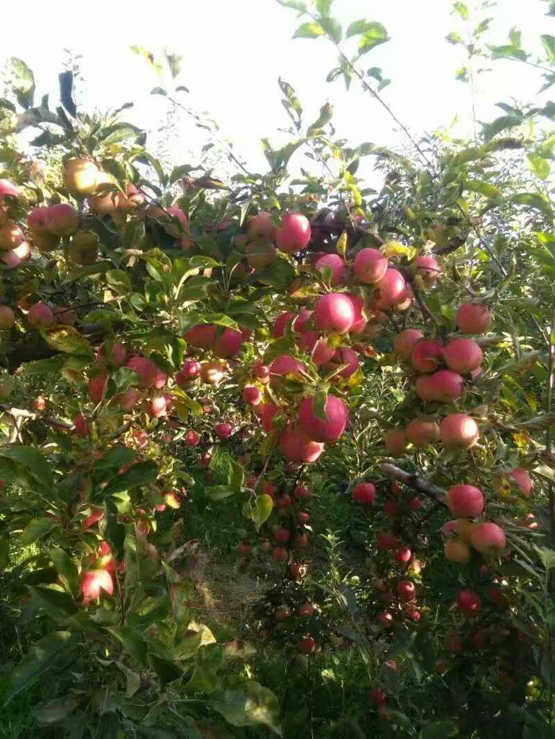 苹果，精品红富士，大量上市