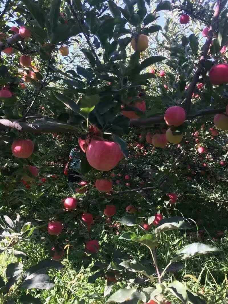 苹果，精品红富士，大量上市