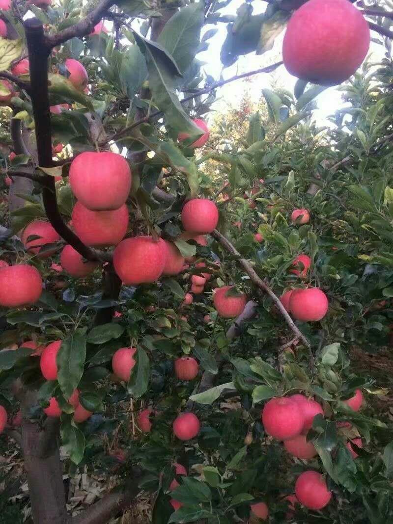 苹果，精品红富士，大量上市