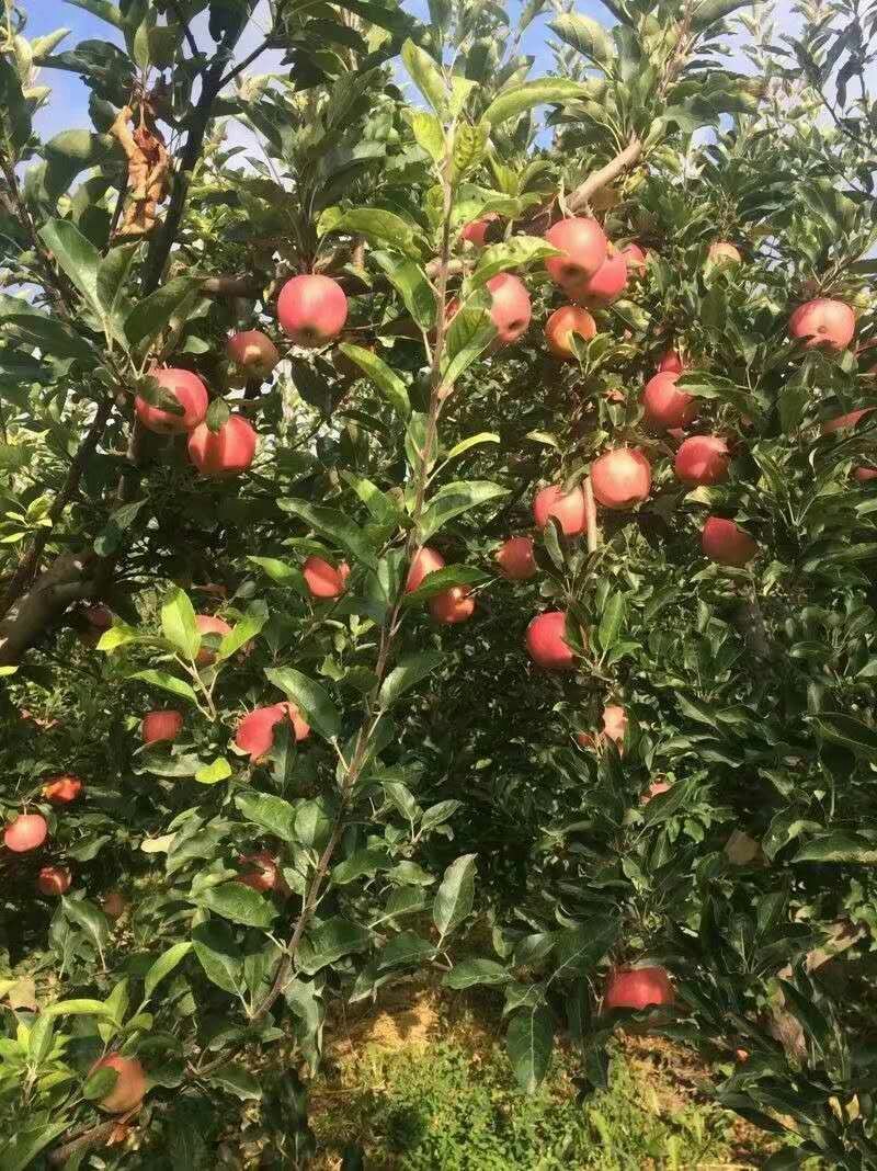 苹果，精品红富士，大量上市
