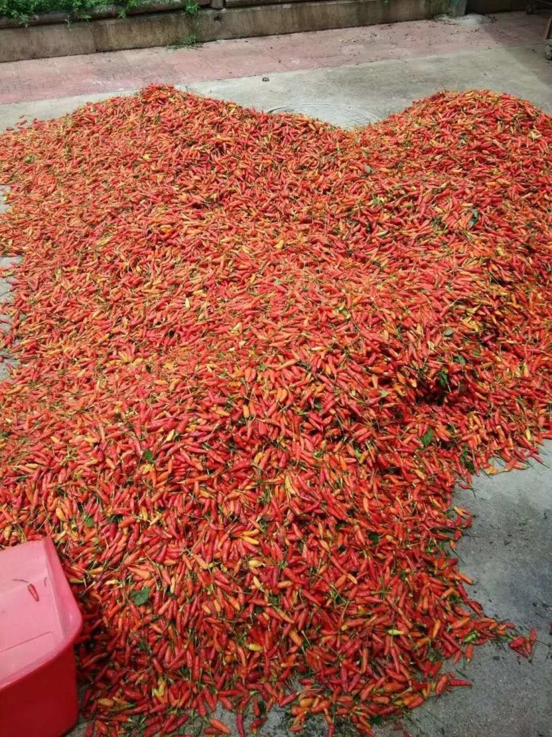 （辣椒热泵烘干设备）果蔬烘干机可定制厂家直销售后保障