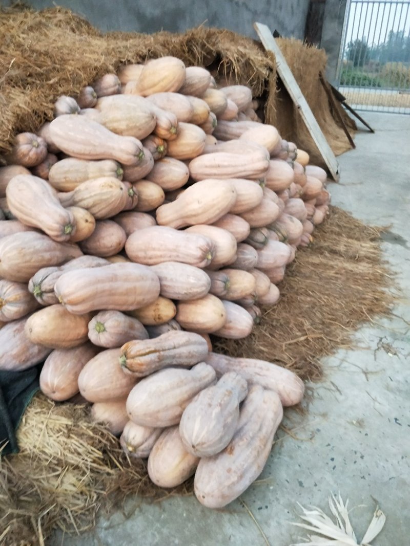 蜜本南瓜4~5斤以上，长条形，种植基地直供