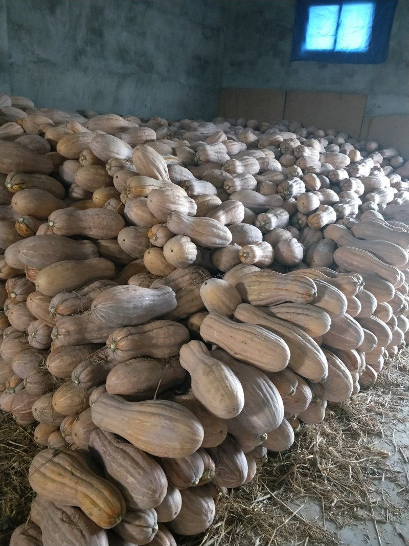 蜜本南瓜4~5斤以上，长条形，种植基地直供