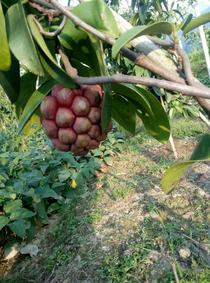 布福娜果